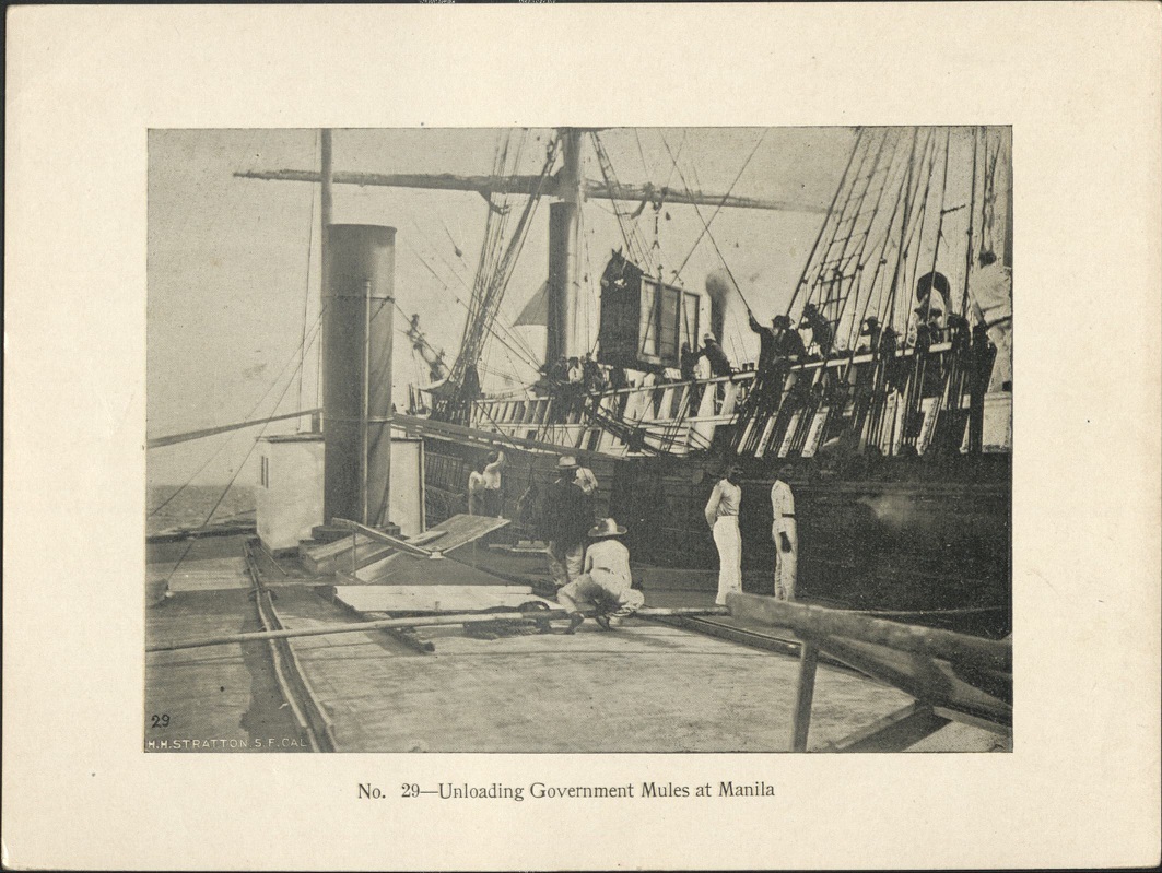 No. 29 – Unloading government mules at Manila.