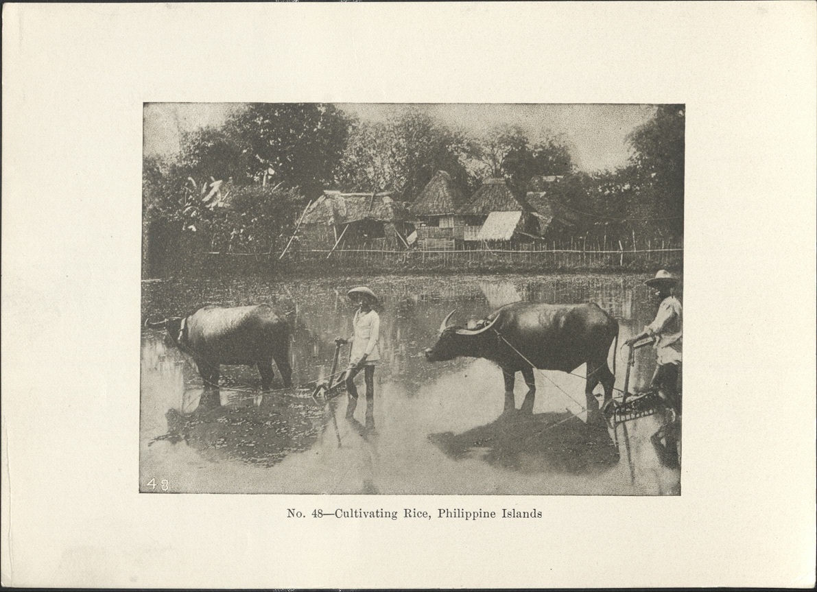 No. 48 – Cultivating rice, Philippine Islands.