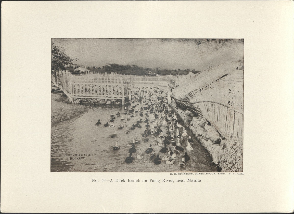 No. 59 – A duck ranch on the Pasig River, near Manila.
