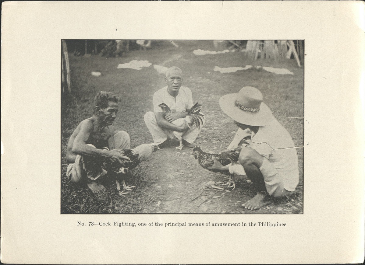 No. 73 – Cock fighting, one of the principal meand of amusement in the Philippines.
