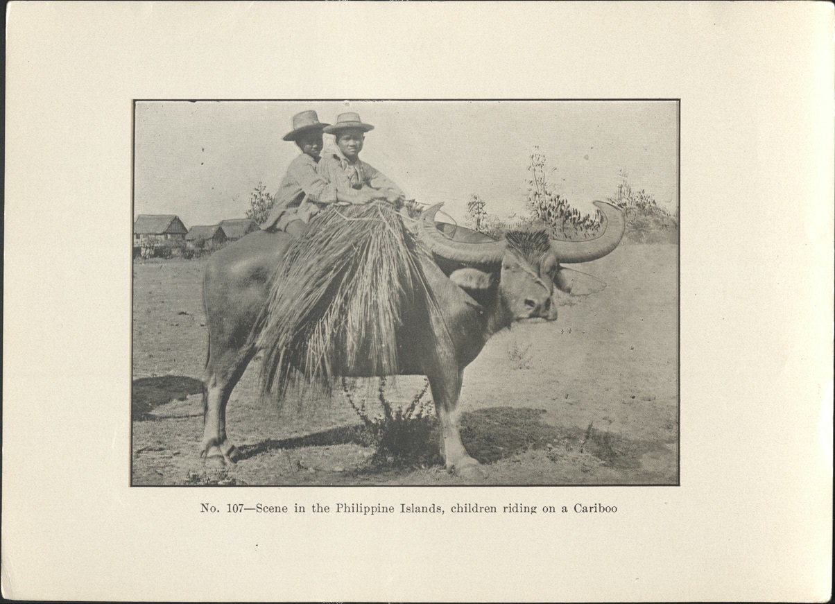 No. 107 – Scene in the Philippine Islands, children riding on a cariboo [carabao].