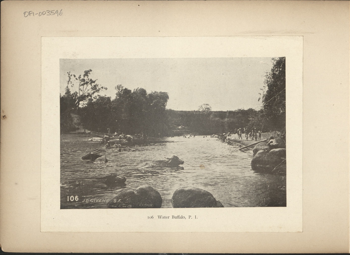 106. Water buffalo, P. I.
