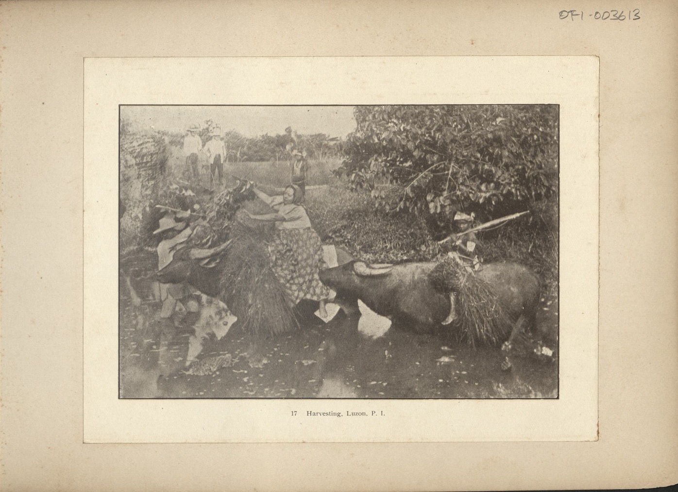 17. Harvesting, Luzon, P. I.