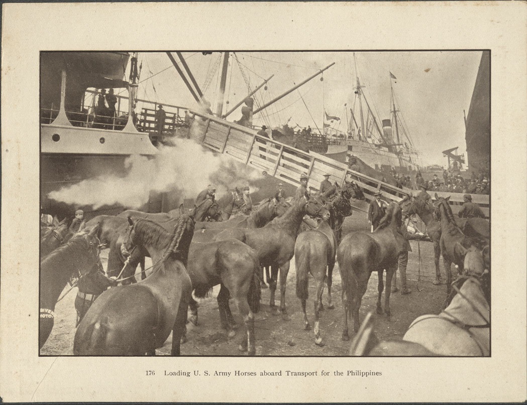 176. Loading U.S. Army horses aboard transport for the Philippines.