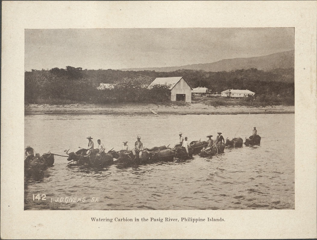 142. Watering carbion [carabao] in the Pasig River, Philippine Islands.