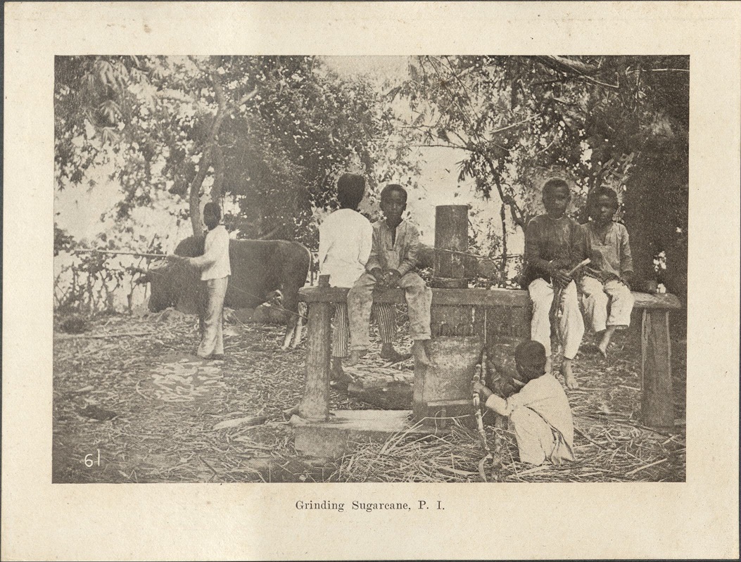 61. Grinding sugar-cane, P. I.