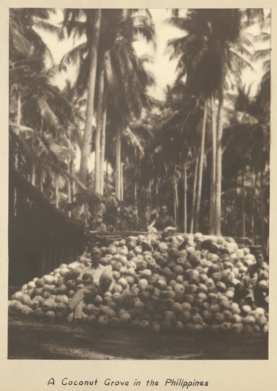 A coconut grove in the Philippines.