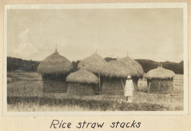 Rice straw stacks.