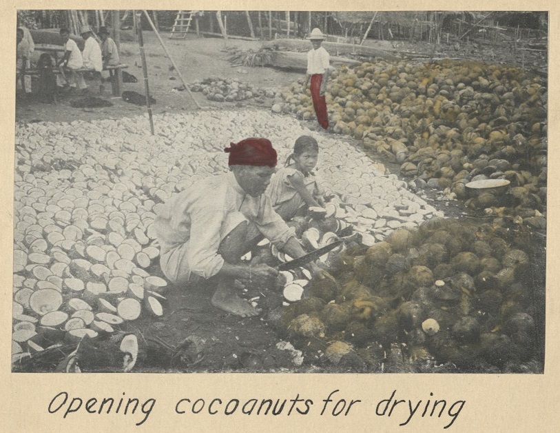 Opening cocoanuts [coconuts] for drying.