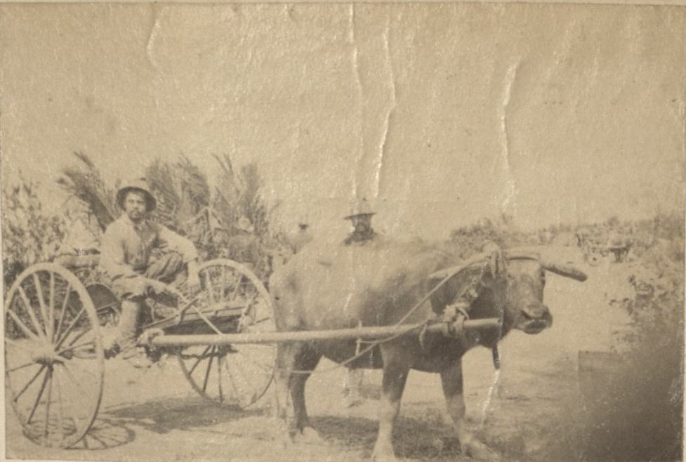 [Untitled – U.S. soldiers pose with carabao and carriage].