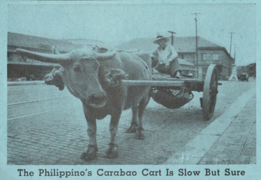 The Philippino’s [Filipinos] carabao cart is slow but sure.