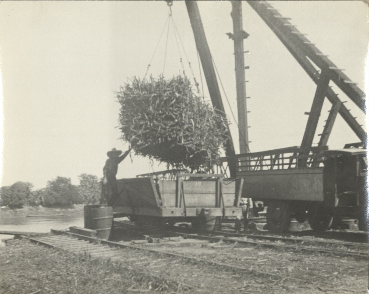 Transferring sugar cane from a truck to a railroad car to take it to the mill.