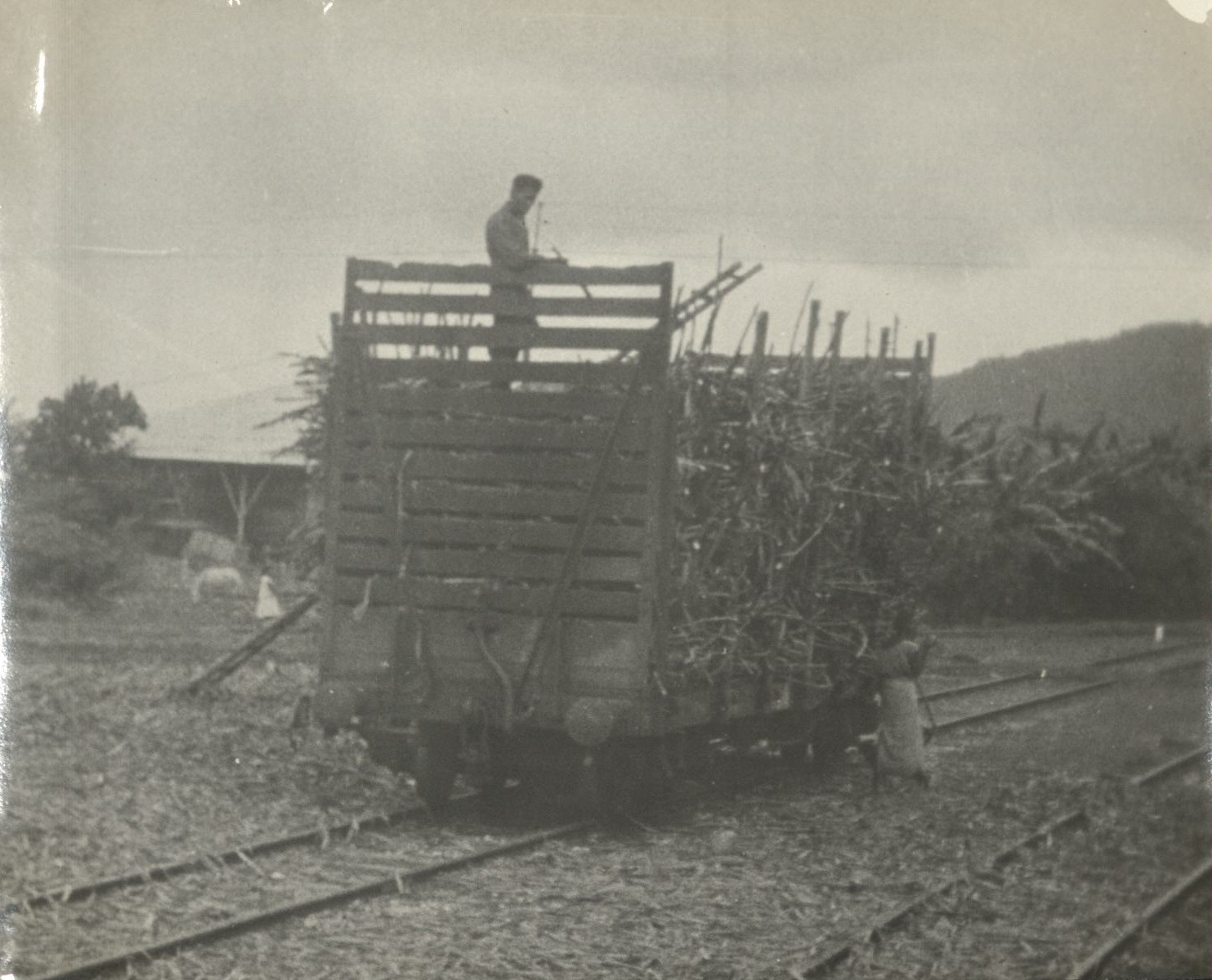 Loading sugar cane.