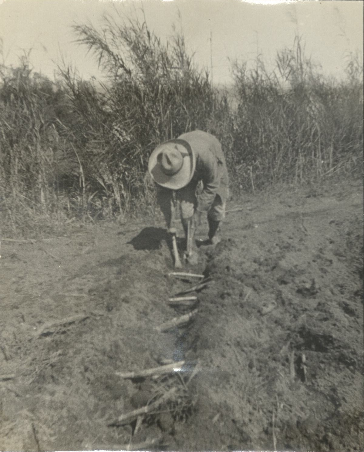 Planting sugar cane.