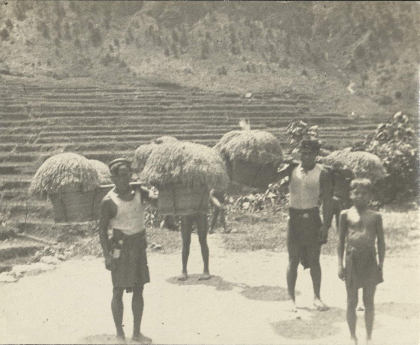 Carrying home the harvest of rice.