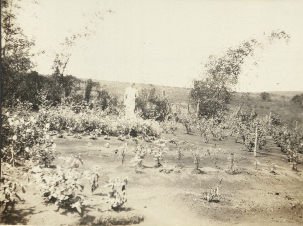 Rose garden, Del Monte.