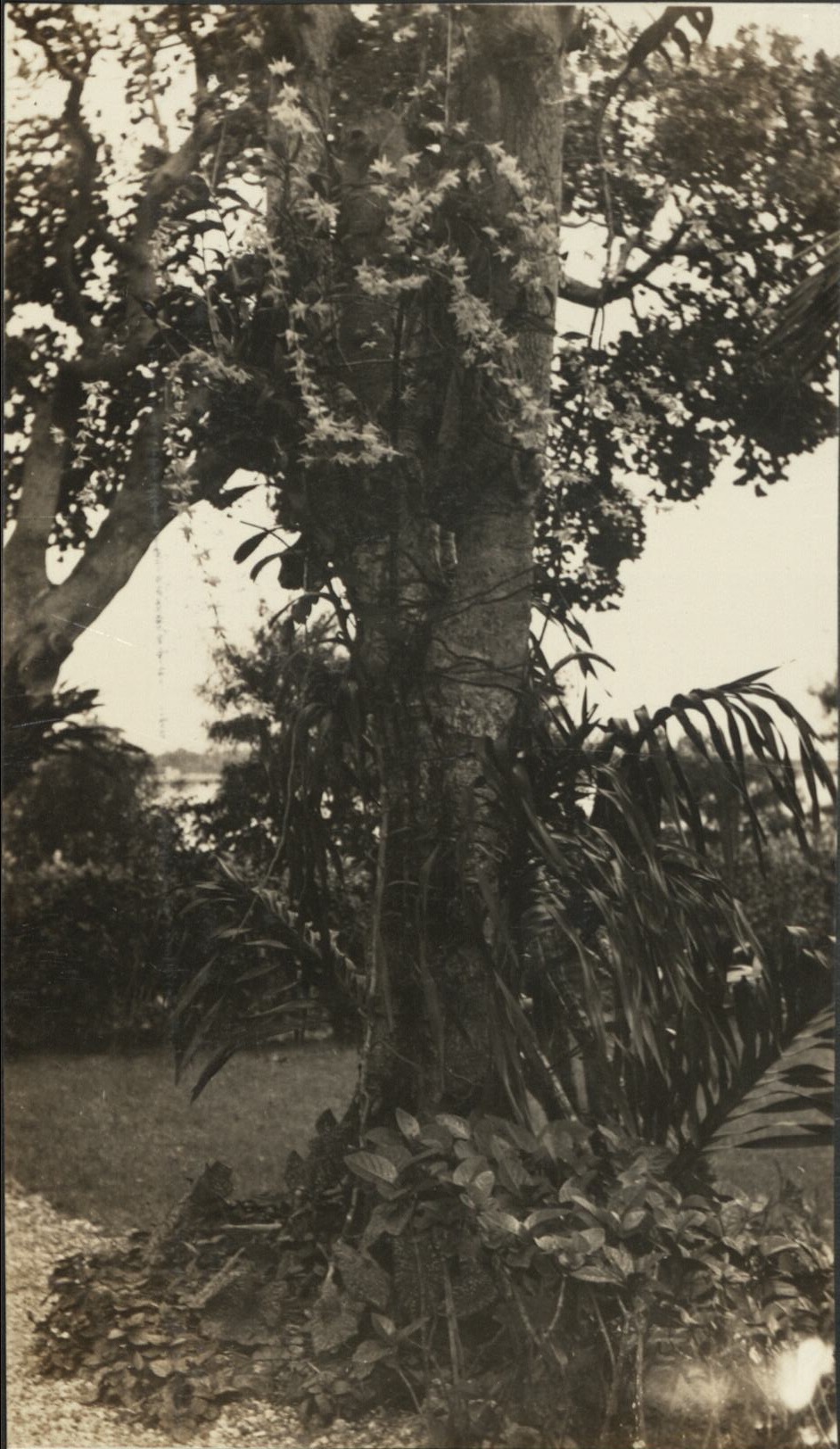 [Untitled – Flowering vine on a tree, Philippines].