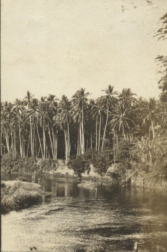 Coconut palms.