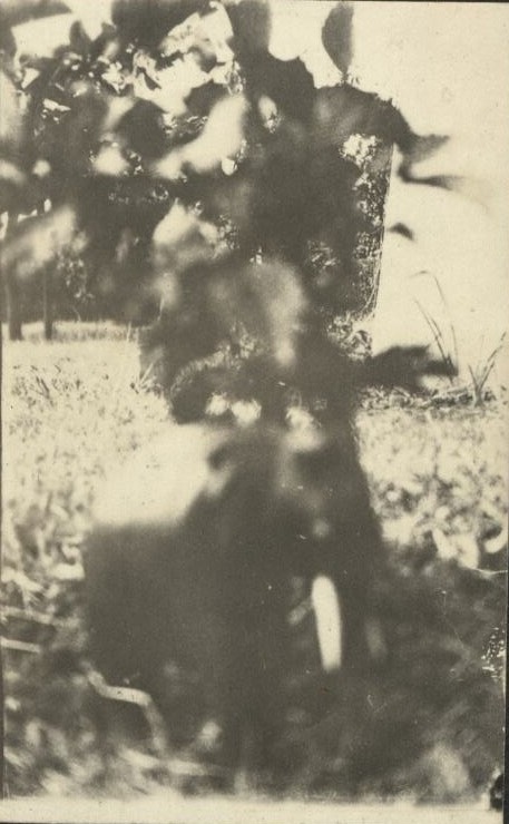 December [Fort Wint, Grande Island, Subic Bay] – Elephant in front yard.