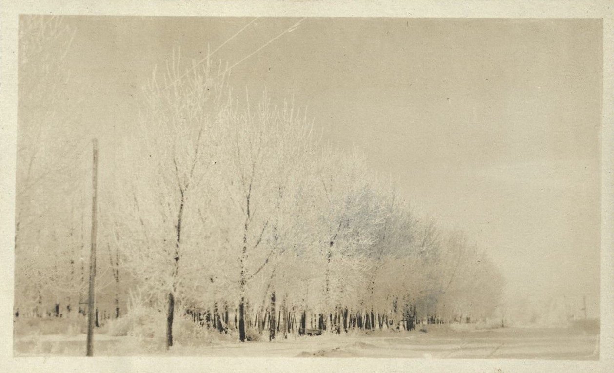 Exeter, Nebraska [Row of trees in snow and ice].