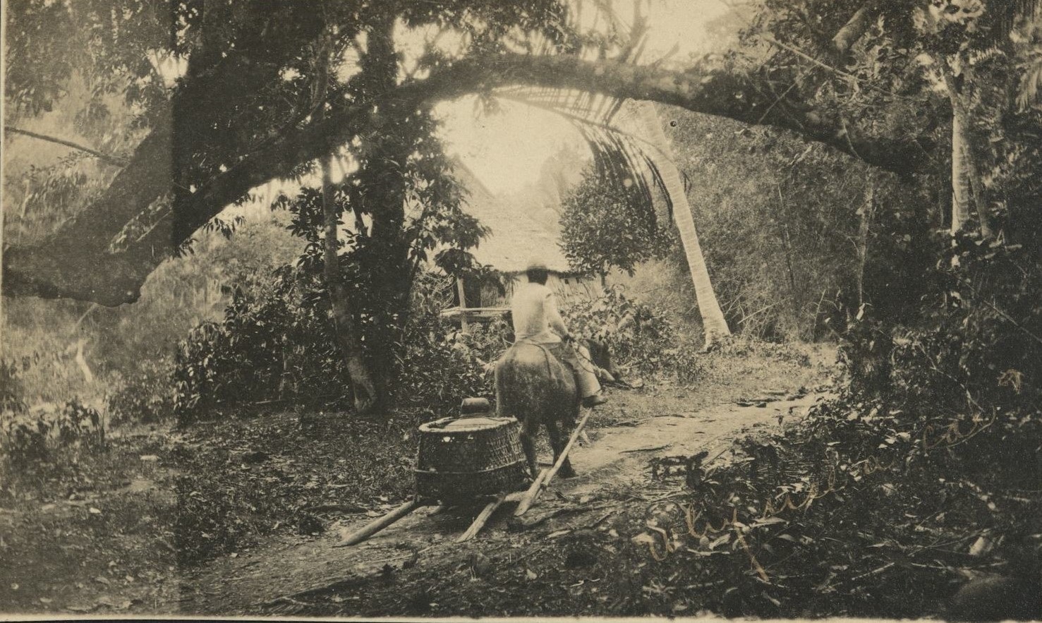 [Untitled – Man rides carabao pulling sled with an enormous basket].
