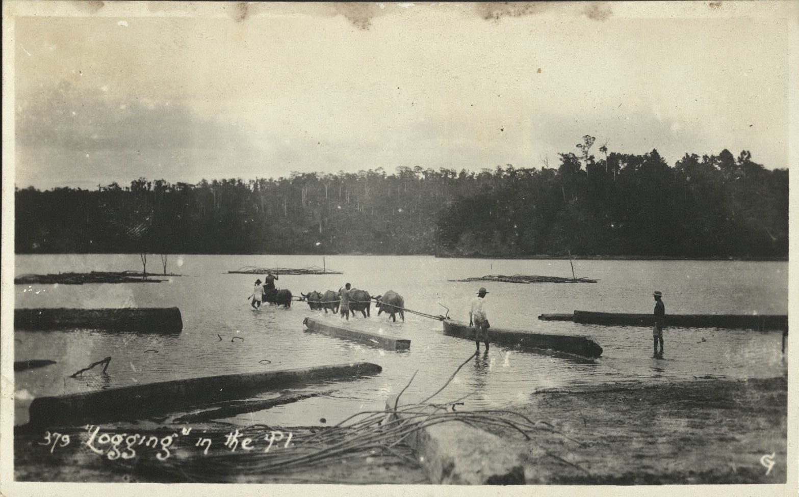 379. “Logging” in the P. I.