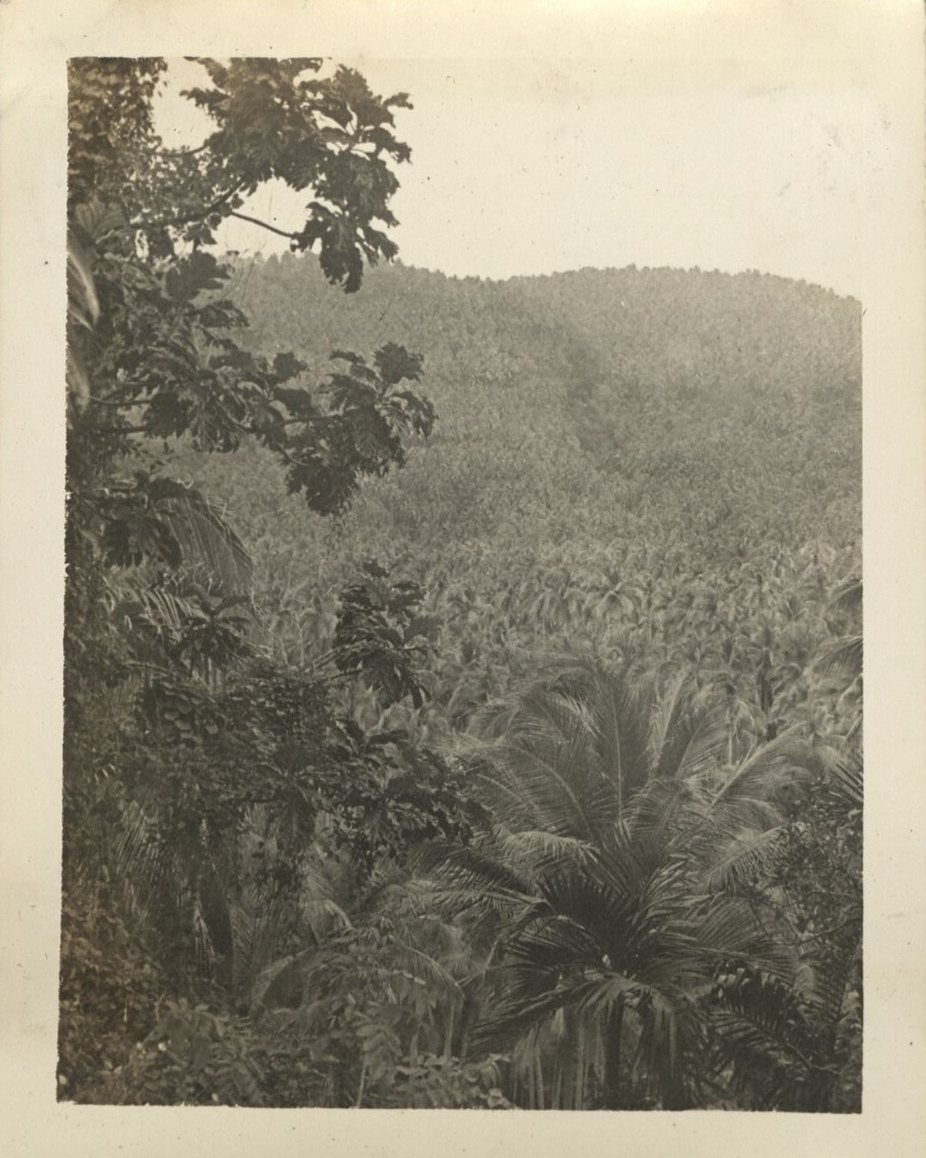 The largest coconut plantation on Earth. (Tayabas Province).
