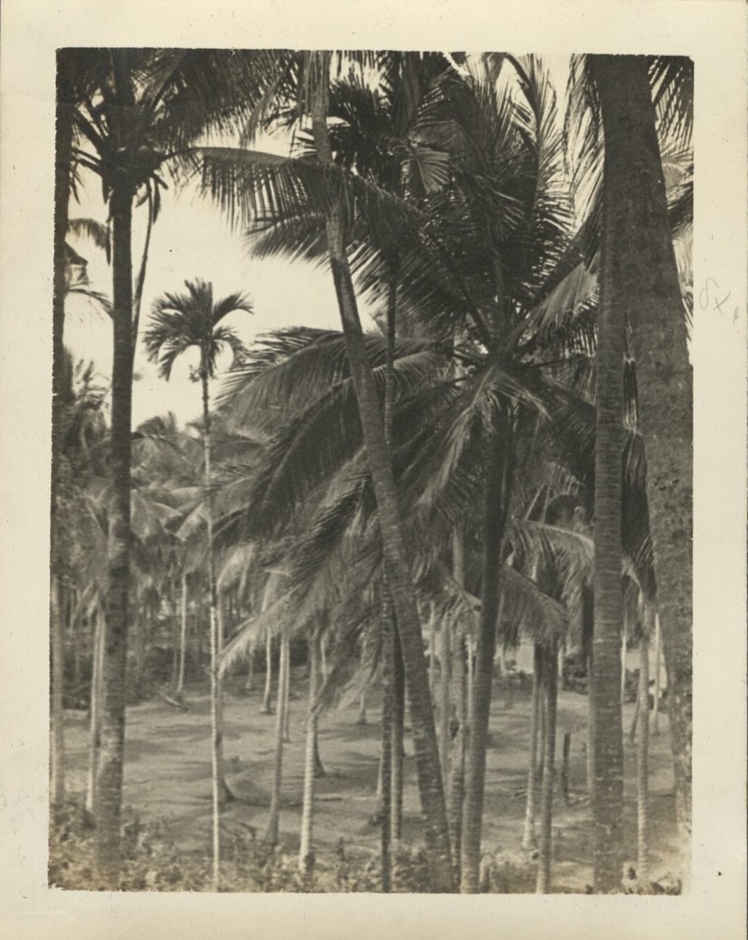 The largest coconut plantation on Earth. (Tayabas Province).