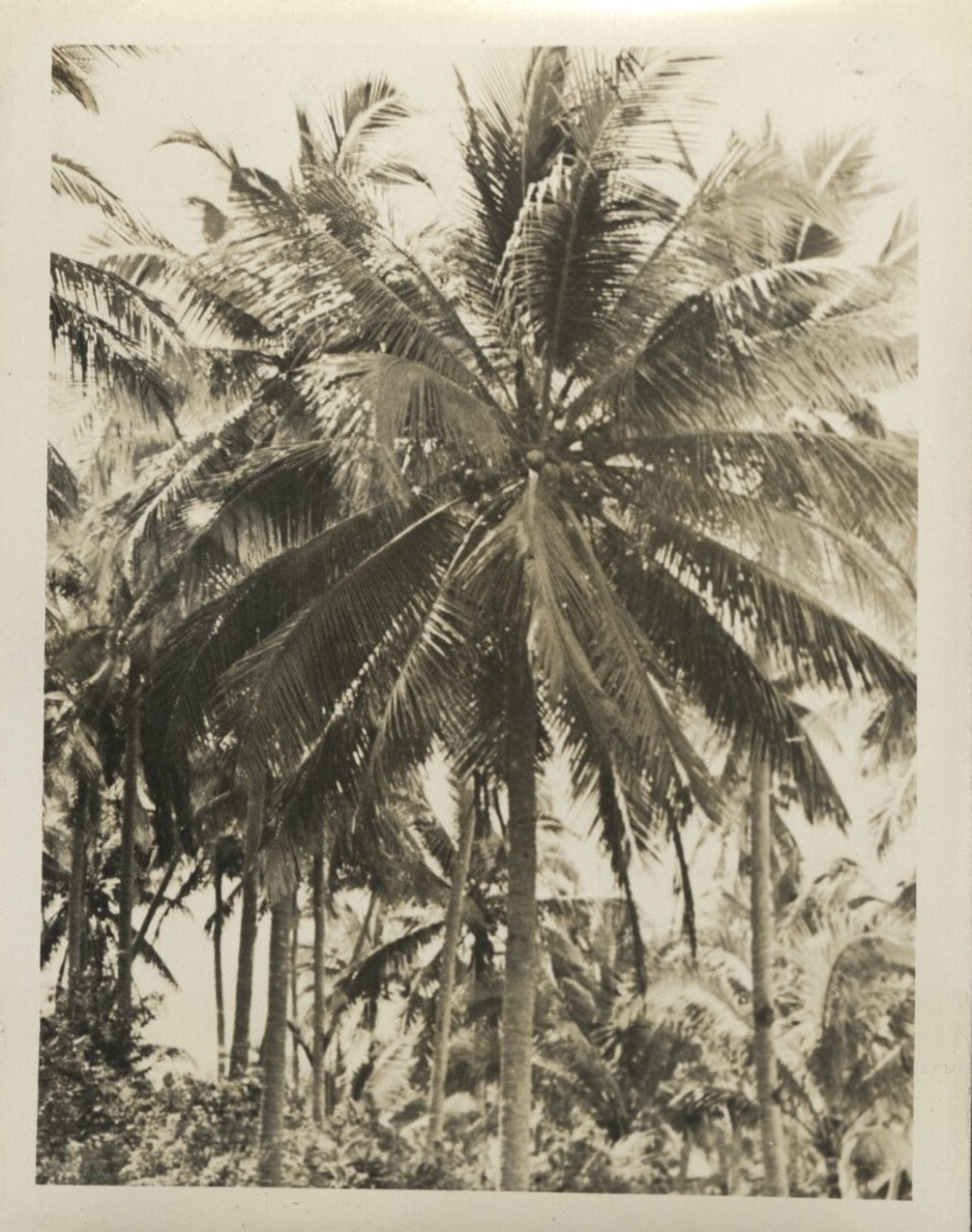 The largest coconut plantation on Earth. (Tayabas Province).
