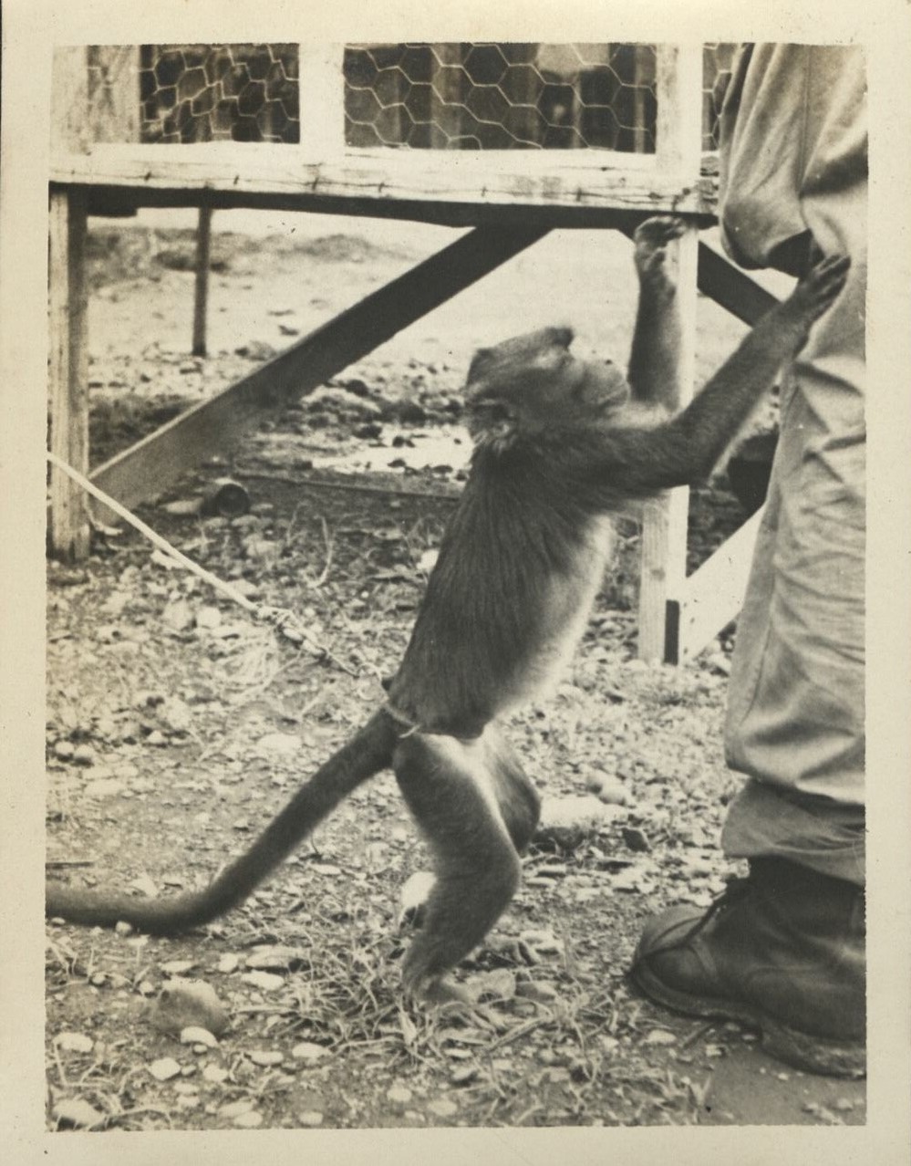 “Suzie” [a pet monkey].