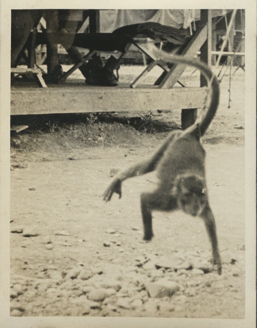 “Suzie” [a pet monkey].