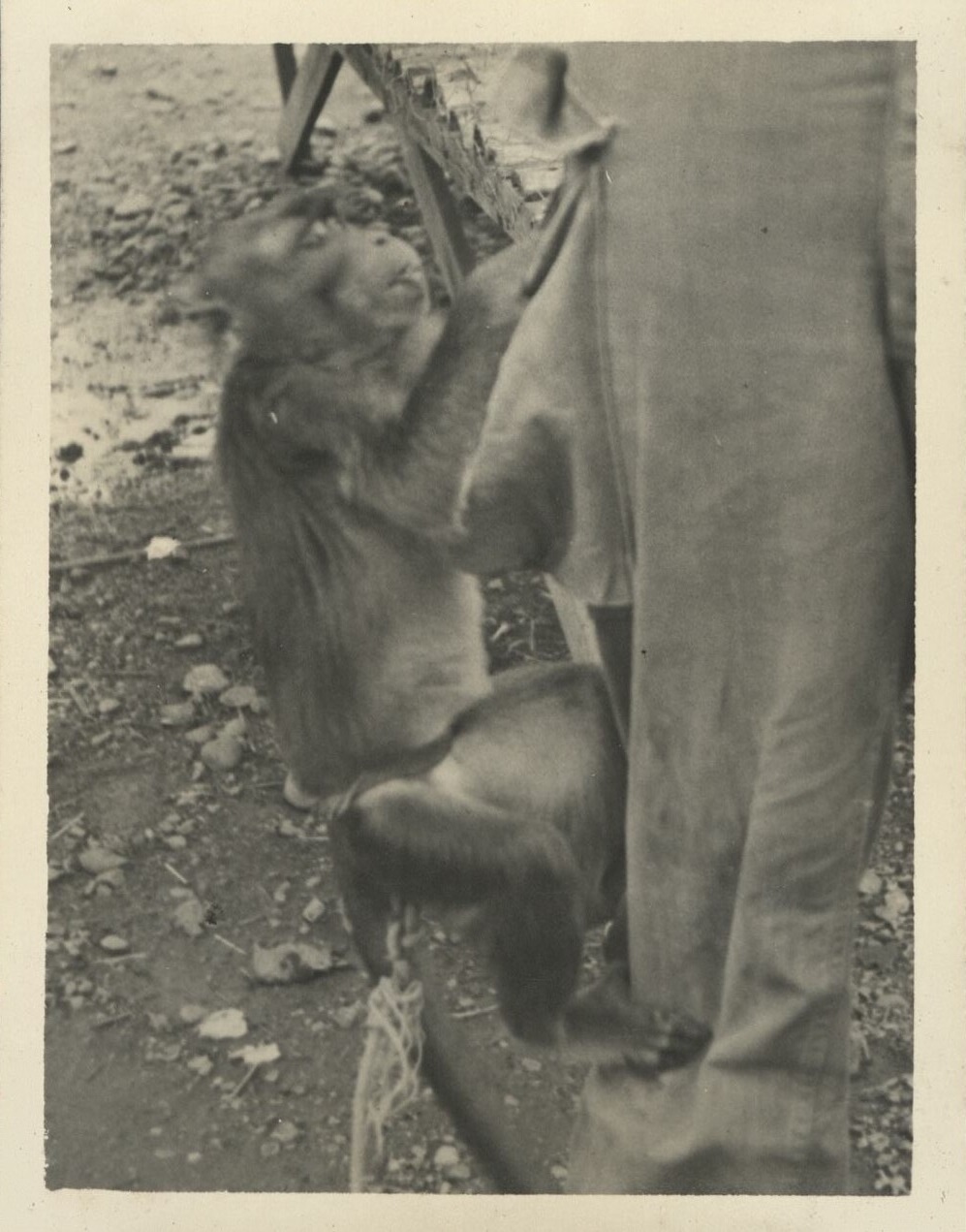 “Suzie” [a pet monkey].