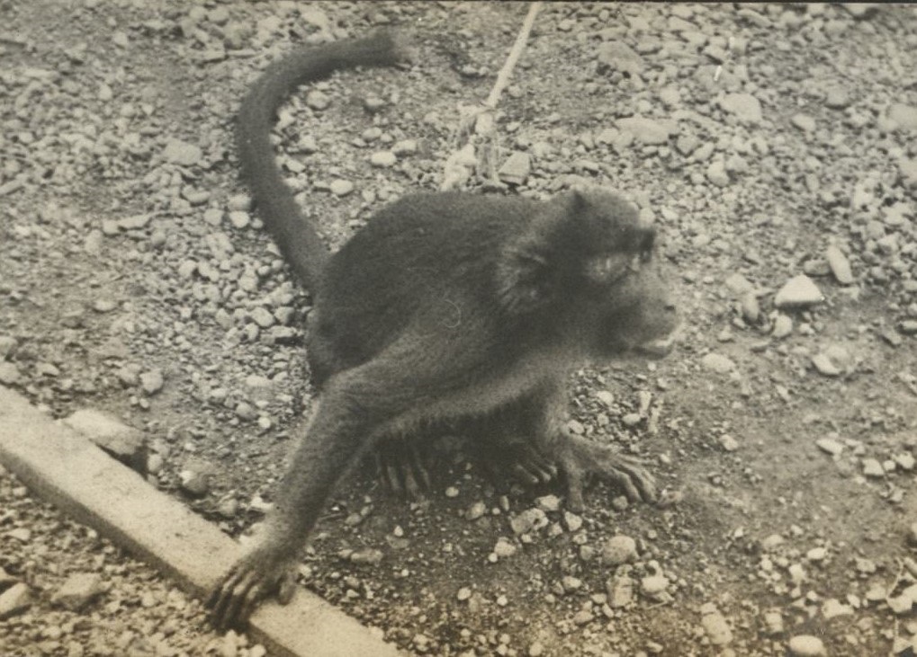 “Suzie” [a pet monkey].