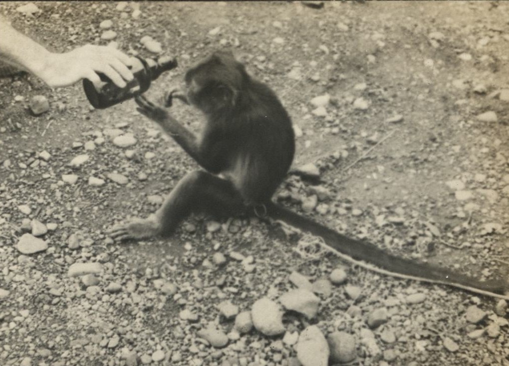 “Suzie” [a pet monkey].