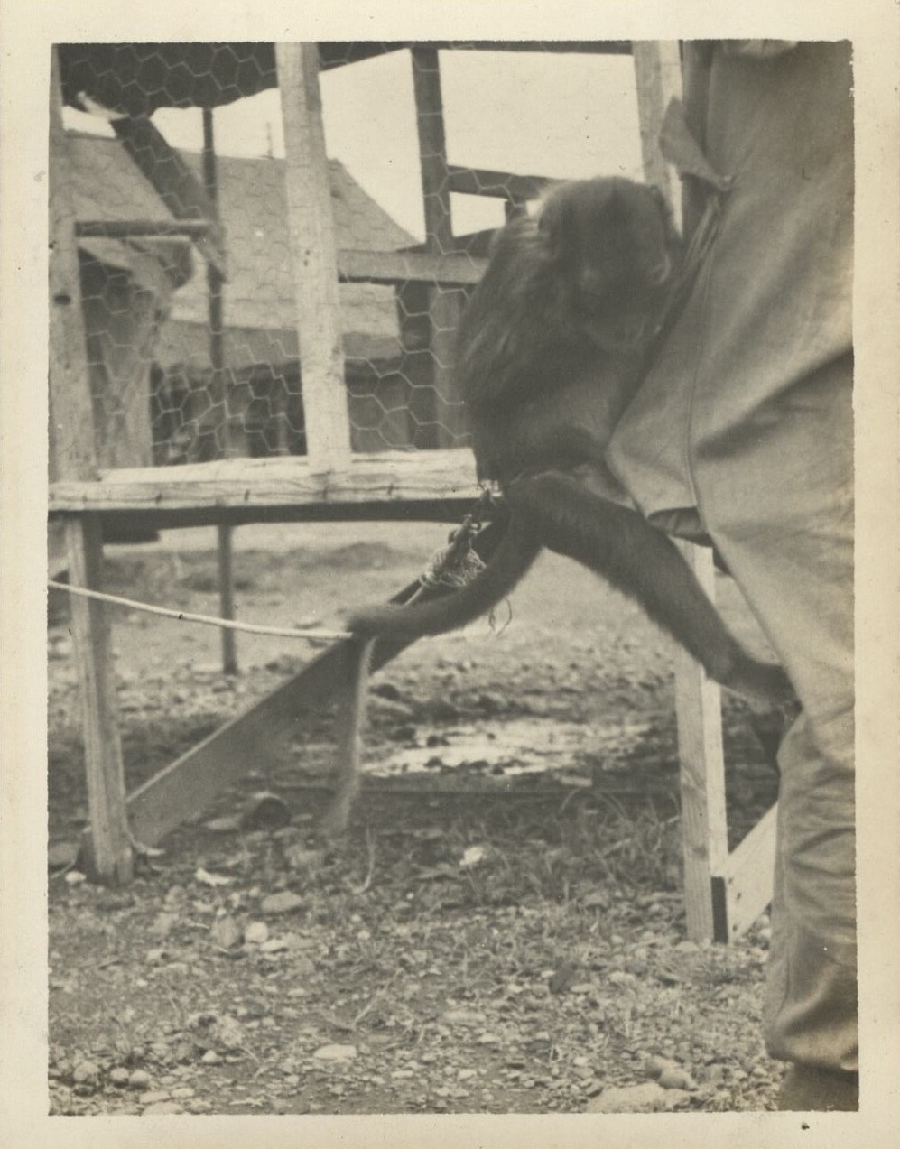 “Suzie” [a pet monkey].