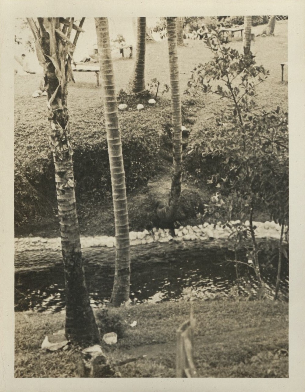 [Untitled – Coconut palms, river, and grounds at Pagsanjan Lodge].