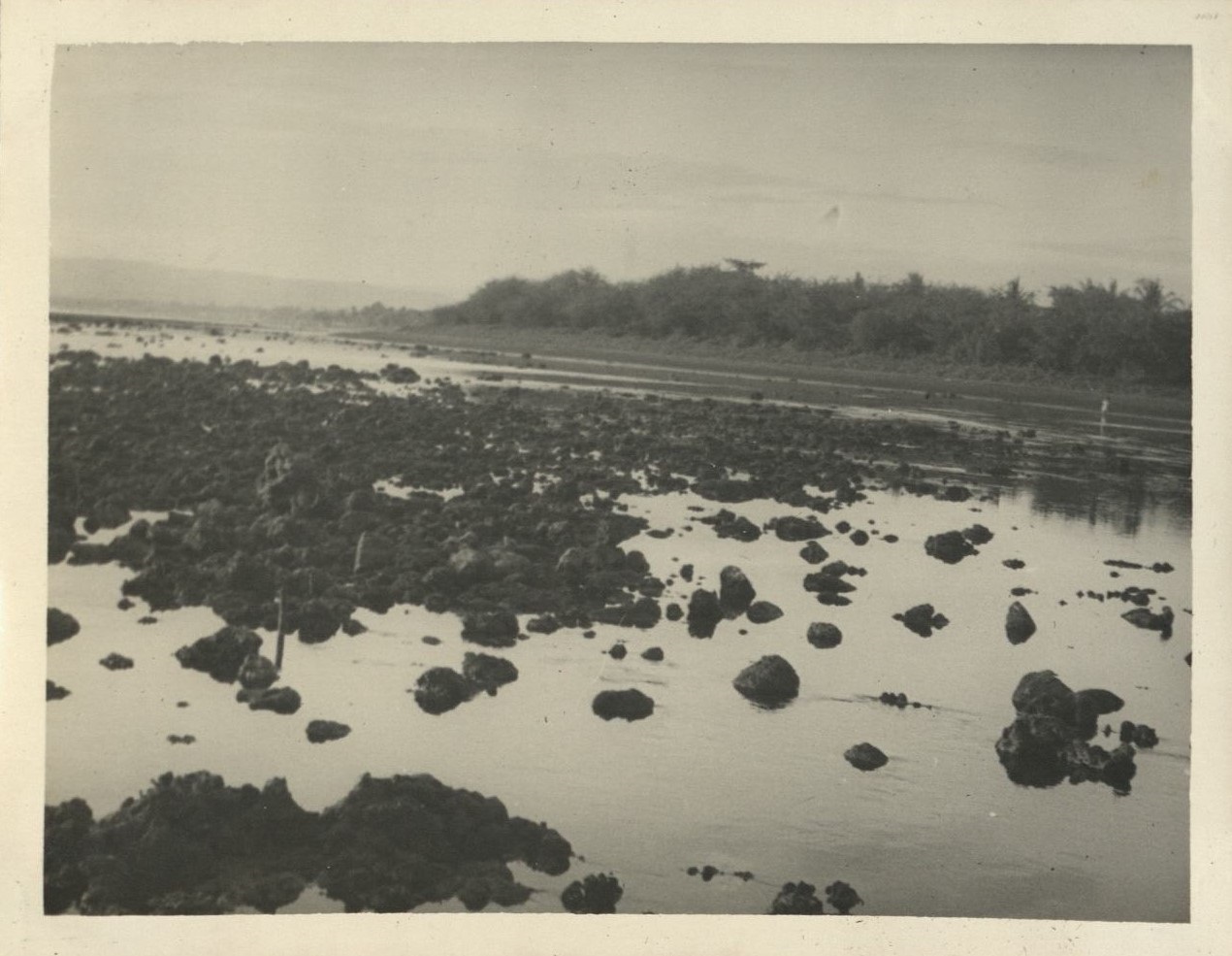 Boat trip up Taal [Pansipit] River [Weeds or rocks in water].