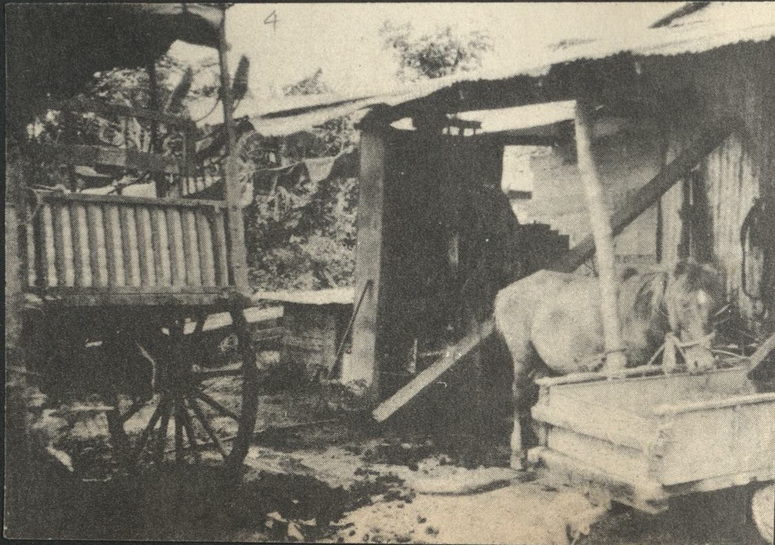 [Untitled – Parked calesa and a horse eating].