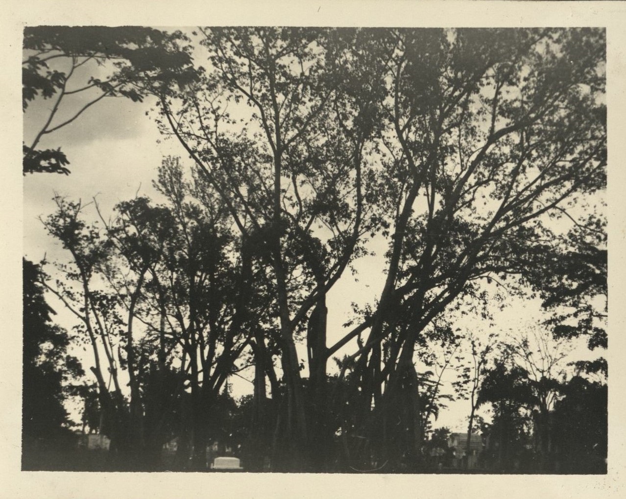 Manila’s “Chinese” Cemetery [Trees and gravestones].