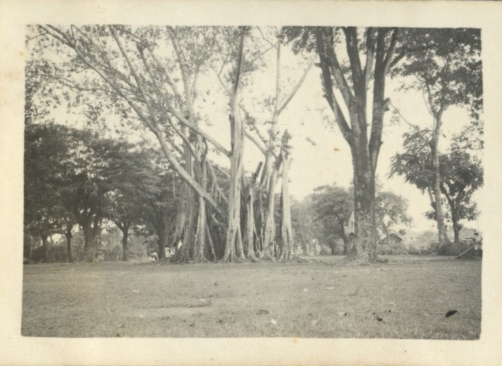 Manila’s “Chinese” Cemetery [Trees including a Banyan tree].