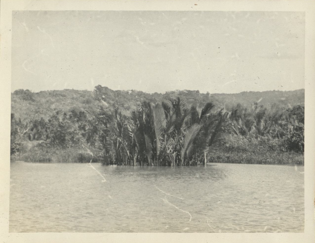 Remember Bataan? This is it. [Nipa palm (?) growing in river].