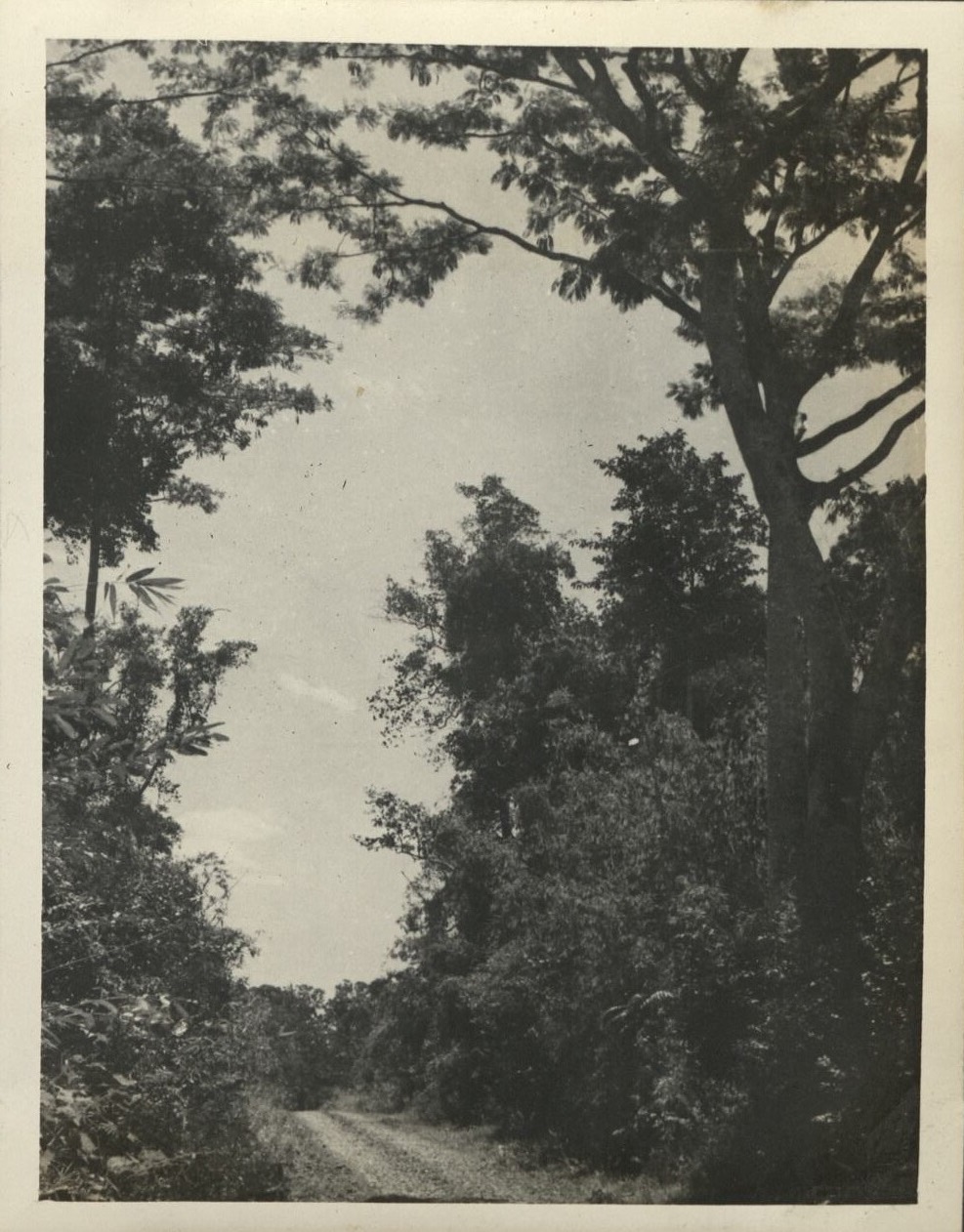 Remember Bataan? This is it. [Country road and trees].
