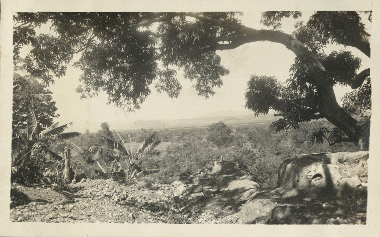 [Untitled – Trees and view].