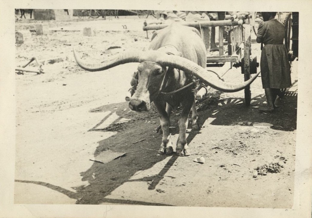 [Untitled – Carabao with exceptionally long horns pulling cart].