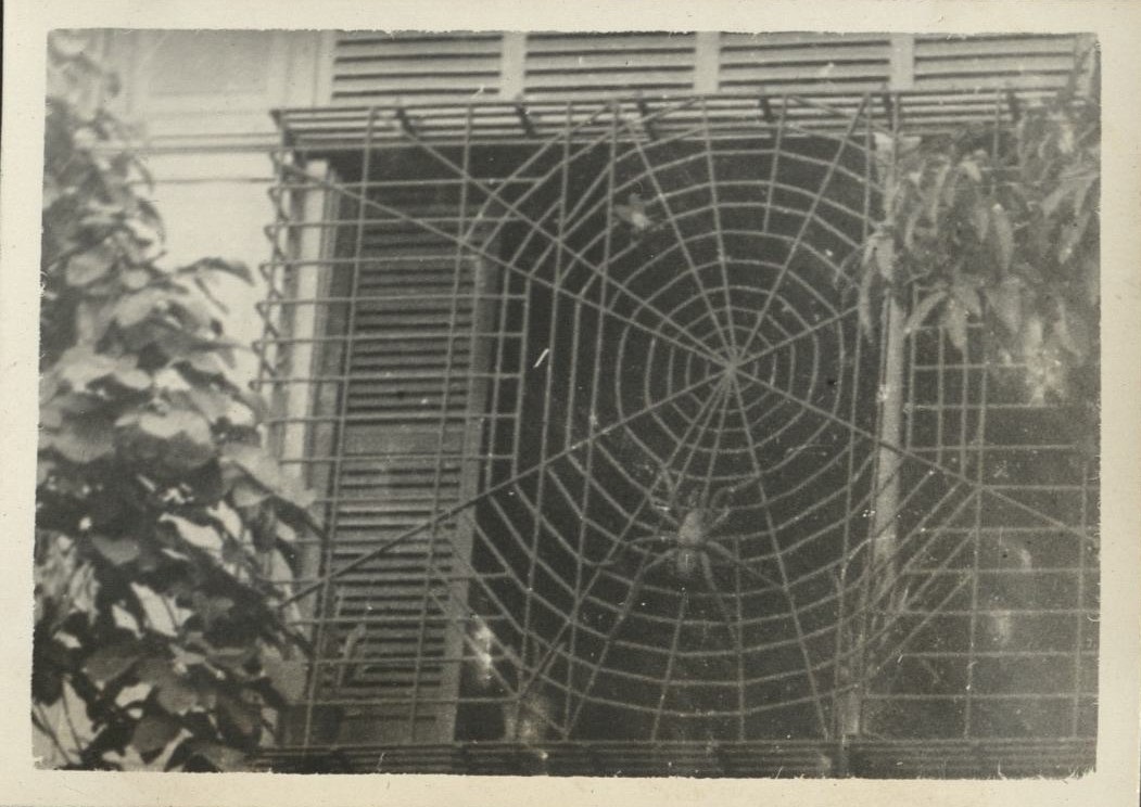 [Untitled – Spiderweb window grill].