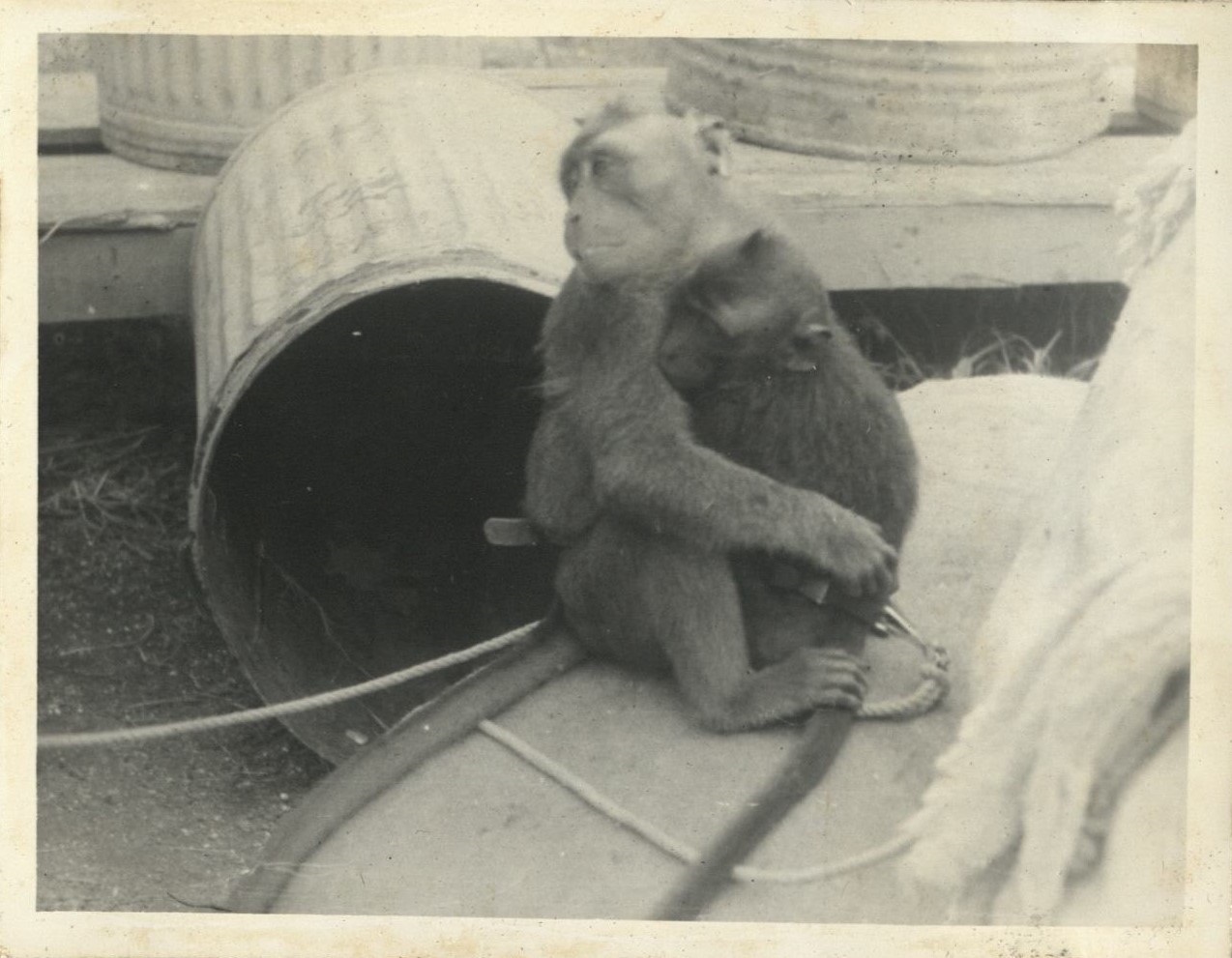 Macaque monkey.