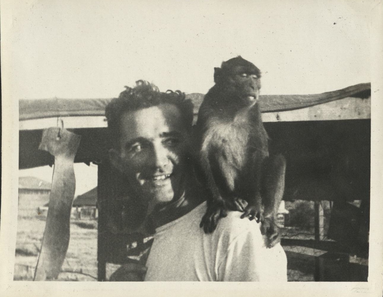 Macaque monkey.