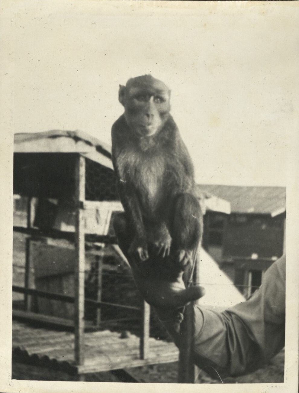 Macaque monkey.