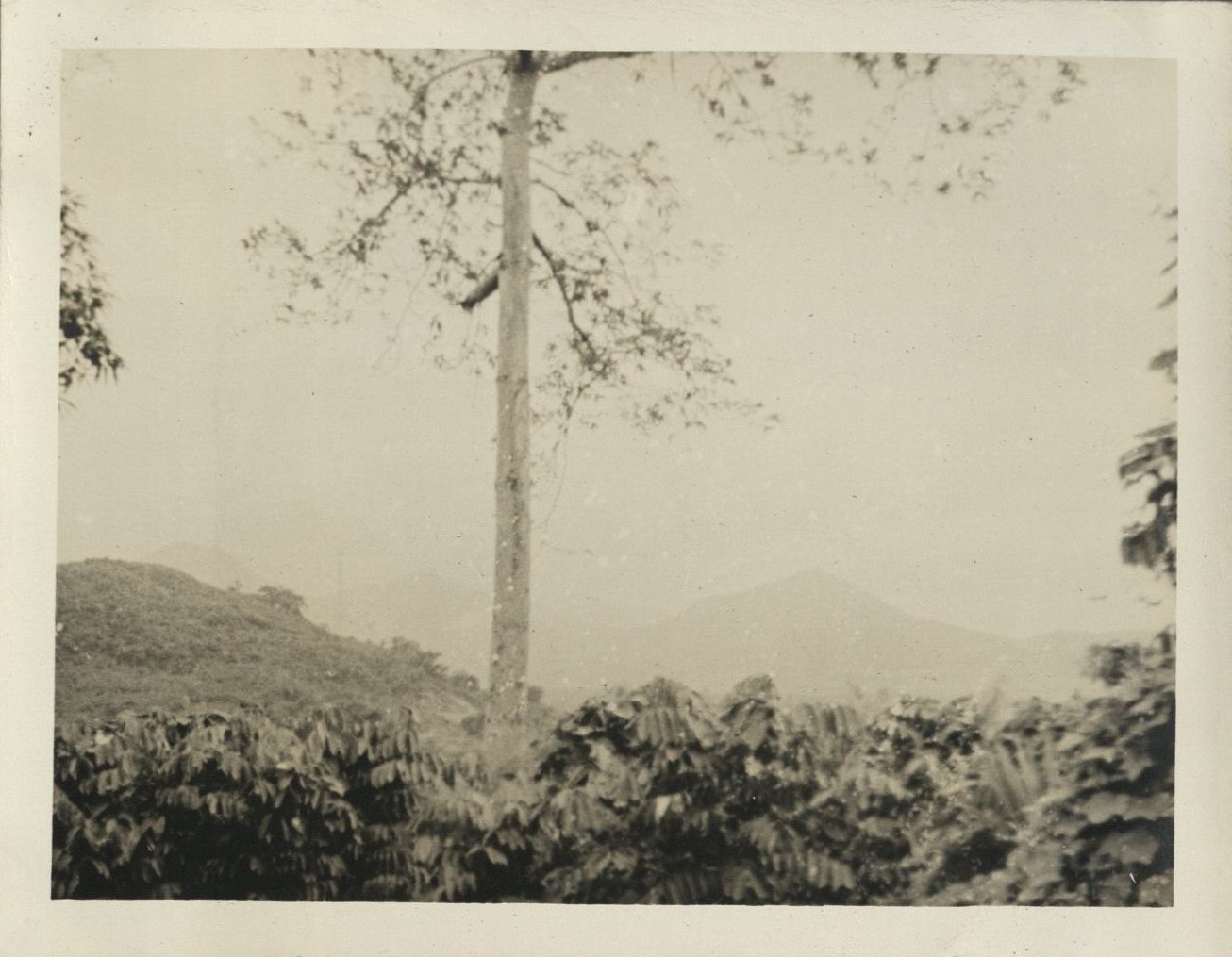 [Untitled – Large tree and distant mountain, Makiling National Park].