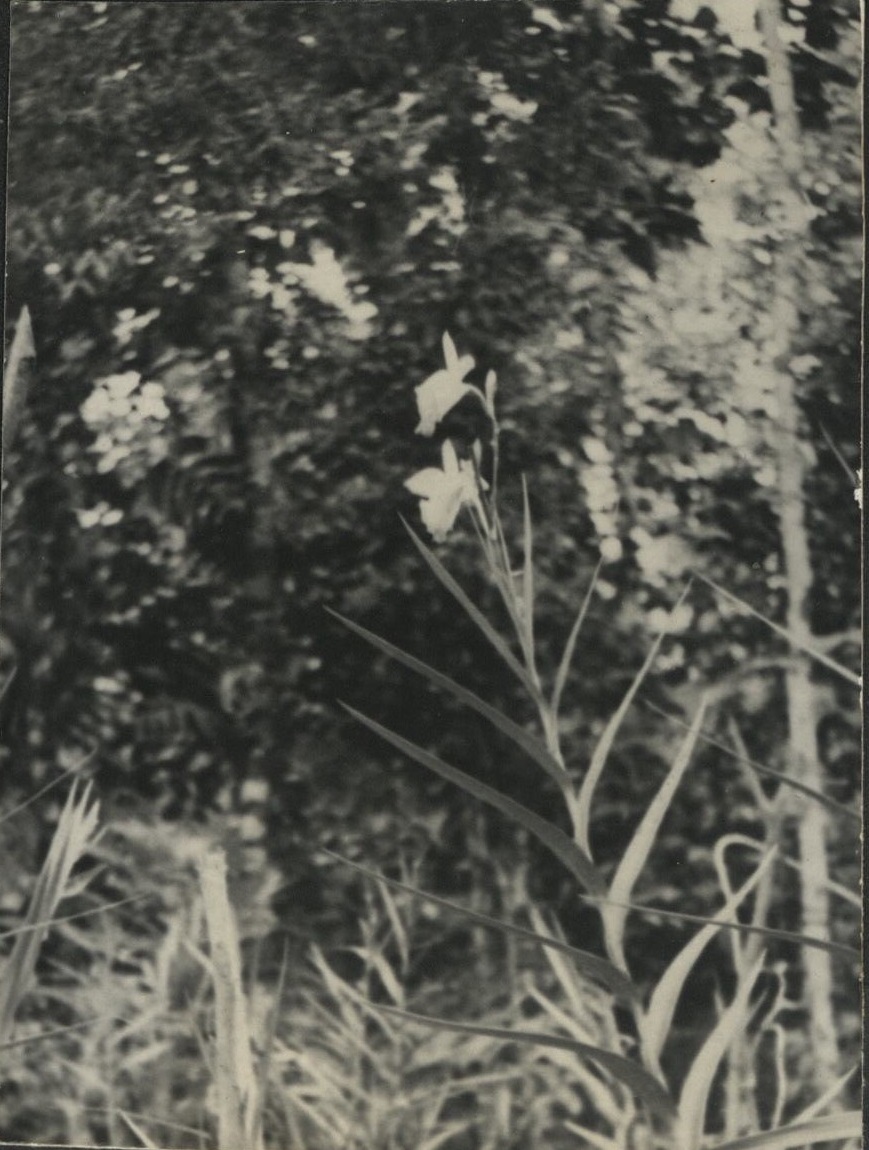 Orchid [Makiling National Park].
